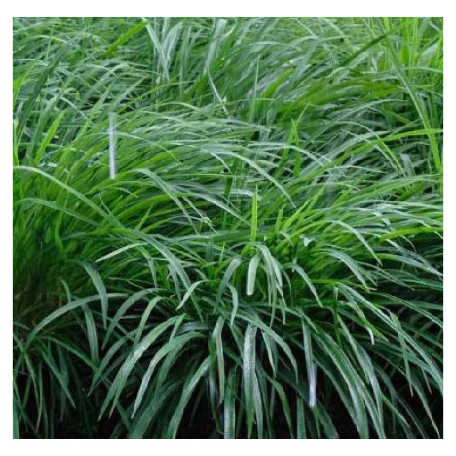 Carex morrowii Irish Green Turzyca japońska- Rośliny od Ogrodnika Szkółka Barcikowscy