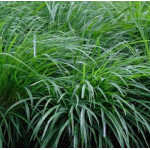 Carex morrowii Irish Green Turzyca japońska- Rośliny od Ogrodnika Szkółka Barcikowscy