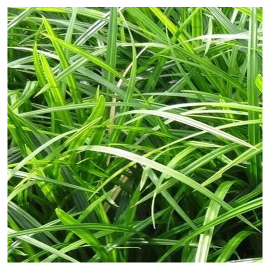 Carex morrowii Irish Green Turzyca japońska- Rośliny od Ogrodnika Szkółka Barcikowscy