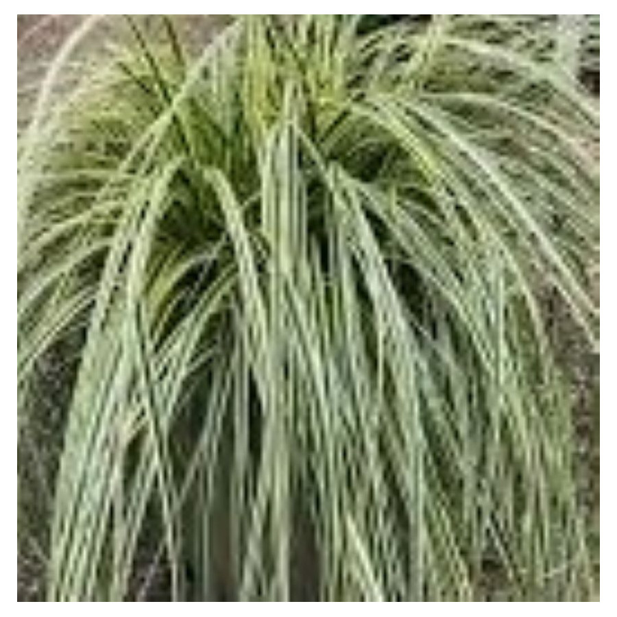 Carex Feather Falls Turzyca - Rośliny od Ogrodnika Szkółka Barcikowscy