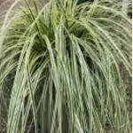 Carex Feather Falls Turzyca - Rośliny od Ogrodnika Szkółka Barcikowscy