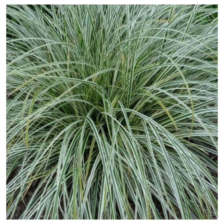 Carex Feather Falls Turzyca - Rośliny od Ogrodnika Szkółka Barcikowscy