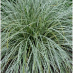 Carex Feather Falls Turzyca - Rośliny od Ogrodnika Szkółka Barcikowscy