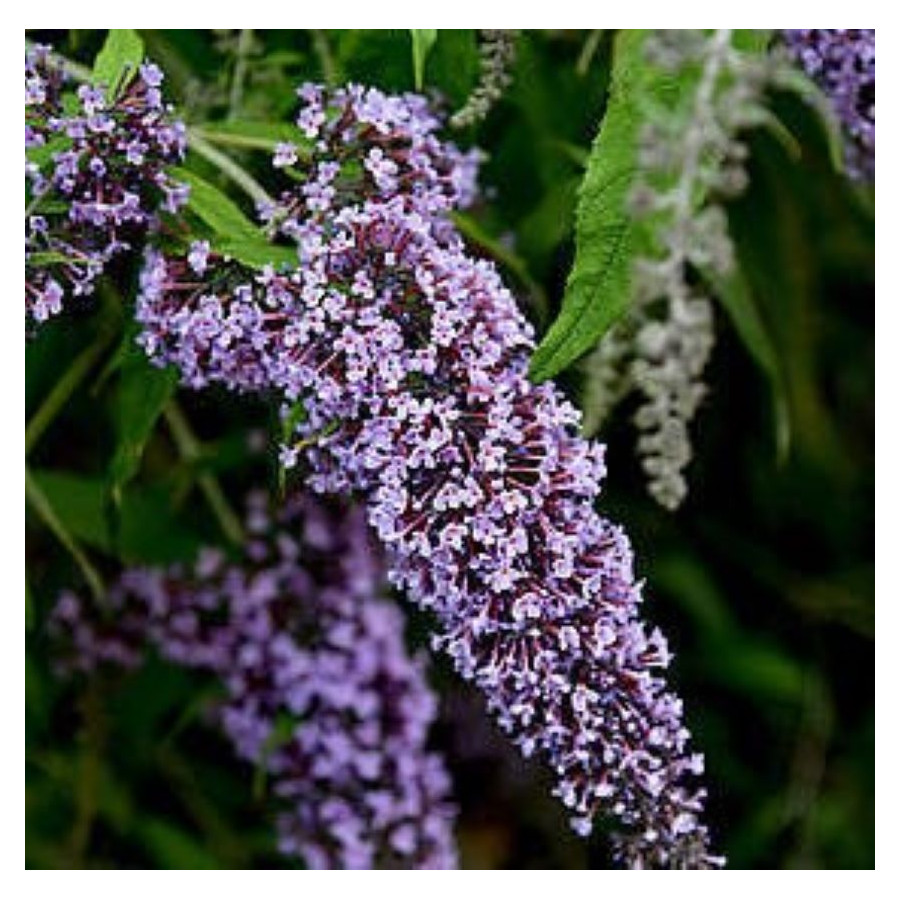 Buddleja Wisteria Lane Budleja - Rośliny od Ogrodnika Szkółka Barcikowscy