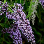 Buddleja Wisteria Lane Budleja - Rośliny od Ogrodnika Szkółka Barcikowscy