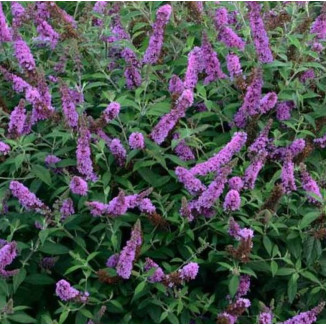 Buddleja davivii Lavender Cupcake Budleia