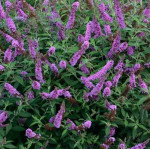 Buddleja davivii Lavender Cupcake Budleia