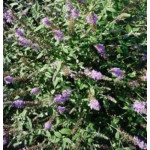 Buddleja davivii Lavender Cupcake Budleia