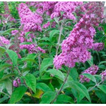 Buddleja Davidii Dark Pink Budleja