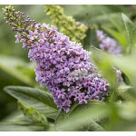 Buddleja Butterfly Candy Little Lila Budleja