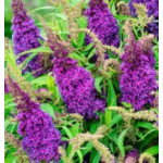 Buddleja Butterfly Candy Little Purple Budleja