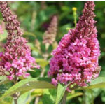 Buddleja Butterfly Candy Little Pink  Budleja