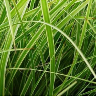 Carex morrowii Goldband...