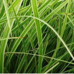 Carex morrowii Goldband...