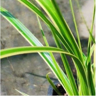 Carex morrowii Goldband...