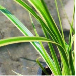 Carex morrowii Goldband Turzyca