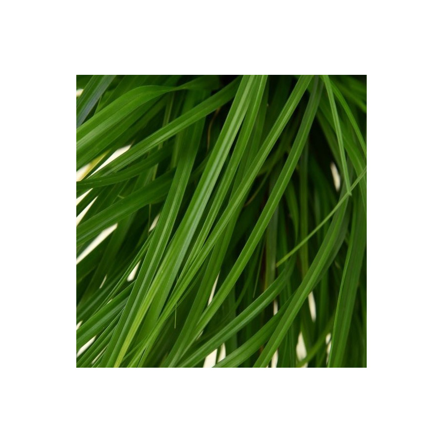 Carex Greenwell Turzyca - Rośliny od Ogrodnika Szkółka Barcikowscy