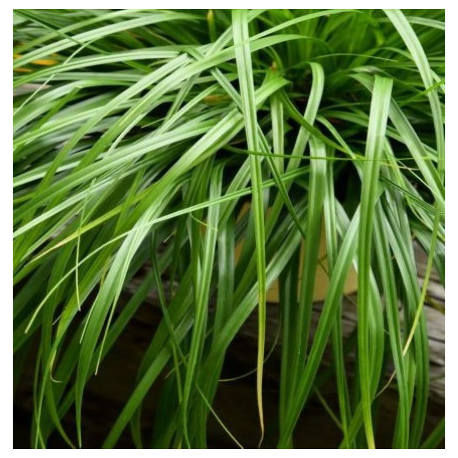 Carex Greenwell Turzyca - Rośliny od Ogrodnika Szkółka Barcikowscy