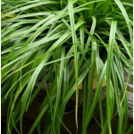 Carex Greenwell Turzyca - Rośliny od Ogrodnika Szkółka Barcikowscy