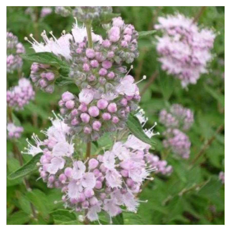 Caryopteris Stephi Barbula - Rośliny od Ogrodnika Szkółka Barcikowcy