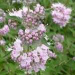 Caryopteris Stephi Barbula - Rośliny od Ogrodnika Szkółka Barcikowcy