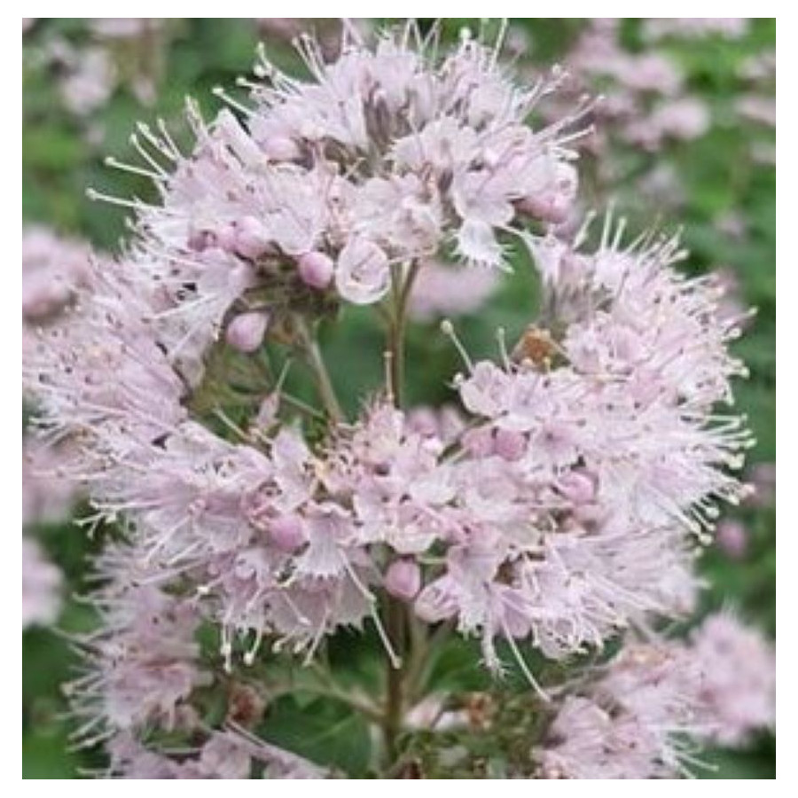 Caryopteris Stephi Barbula - Rośliny od Ogrodnika Szkółka Barcikowcy