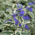 Caryopteris clandonensis White Surprise