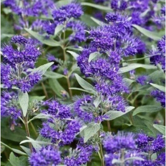 Caryopteris Dark Knight Barbula