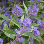 Caryopteris Dark Knight Barbula