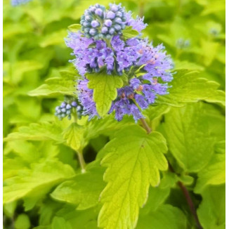 Caryopteris Hint of Gold Barbula