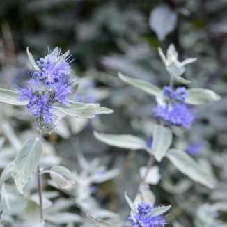 Caryopteris Sterling Silver Barbula- Rośliny od Ogrodnika Szkółka Barcikowscy