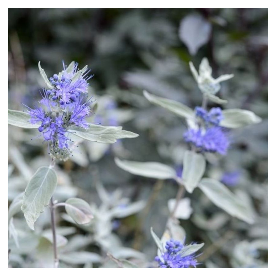 Caryopteris Sterling Silver Barbula- Rośliny od Ogrodnika Szkółka Barcikowscy