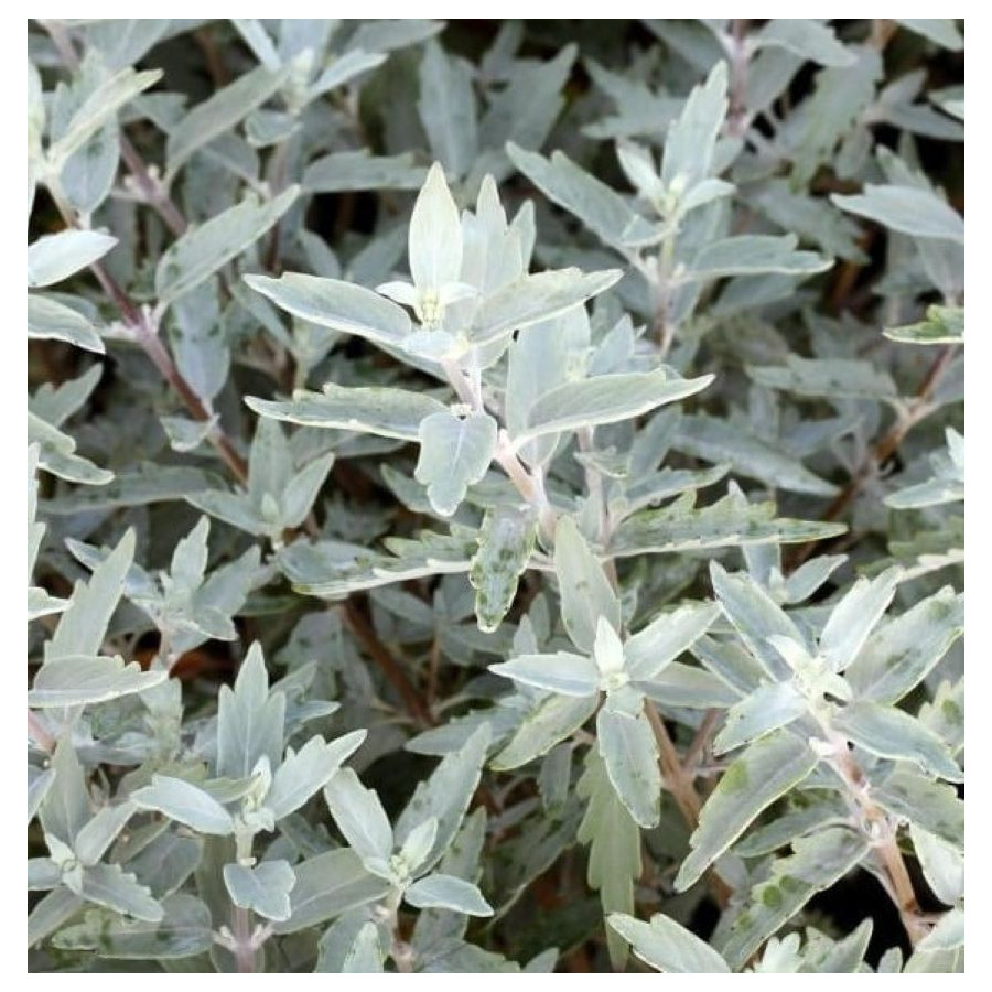 Caryopteris Sterling Silver Barbula- Rośliny od Ogrodnika Szkółka Barcikowscy