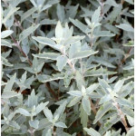 Caryopteris Sterling Silver Barbula- Rośliny od Ogrodnika Szkółka Barcikowscy