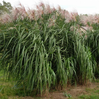 Miscanthus giganteus Meidl...