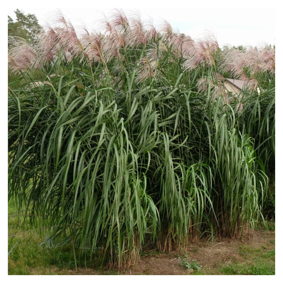 Miscanthus giganteus Meidl Miskant olbrzymi