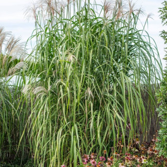 Miscanthus giganteus Meidl...