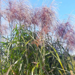 Miscanthus giganteus Meidl Miskant olbrzymi