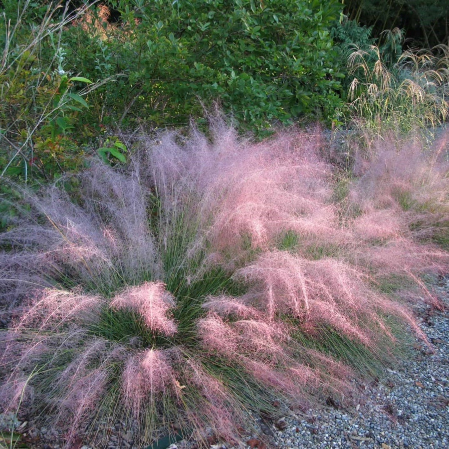 Muhlenbergia capillaris Ruby Przyostnia włosowata