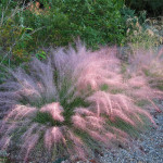 Muhlenbergia capillaris...