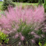 Muhlenbergia capillaris Ruby Przyostnia włosowata