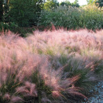 Muhlenbergia capillaris Ruby Przyostnia włosowata