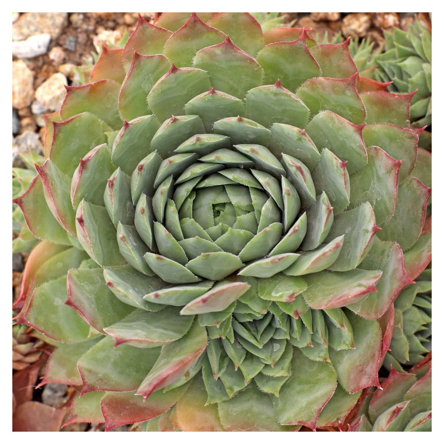 Sempervivum Thayne Rojnik