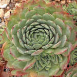 Sempervivum Thayne Rojnik