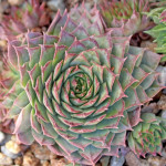 Sempervivum Thayne Rojnik