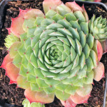 Sempervivum Thayne Rojnik