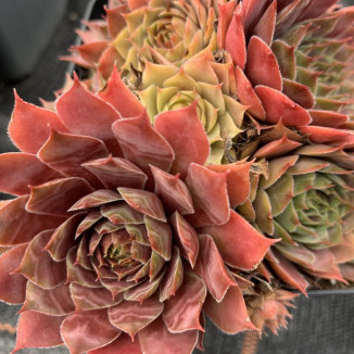 Sempervivum Tarita Rojnik