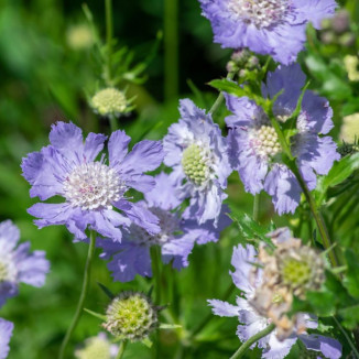 Scabiosa caucasica Perfecta...