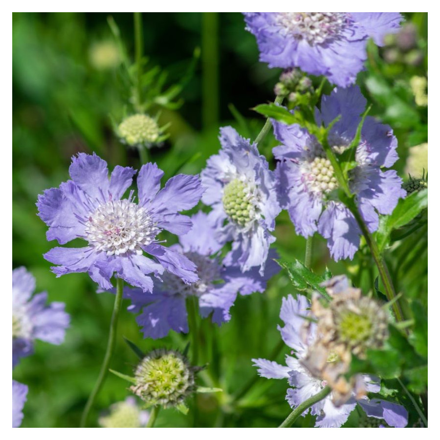 Scabiosa caucasica Perfecta Drakiew kaukaska