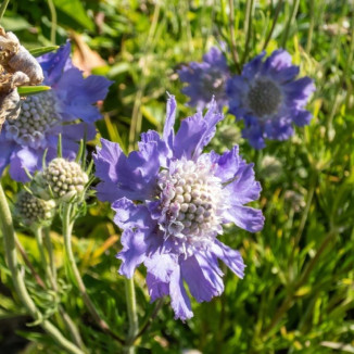 Scabiosa caucasica Perfecta...